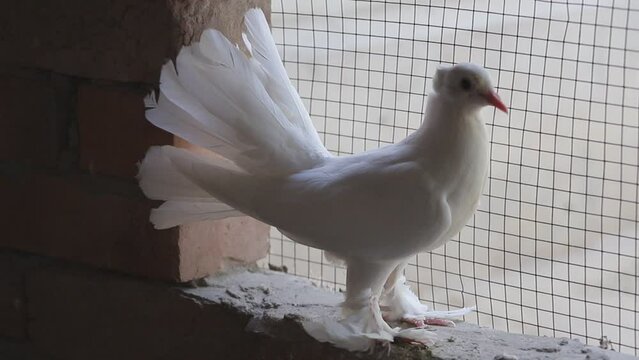 4k footage of Beautiful pigeon. pigeon most beautiful pigeon breed in world long face pigeon beautiful bird. beautiful homing pigeons. Pigeons couple footage. Homing or carrier pigeon.Message bird.