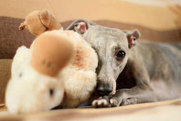 whippet dog relaxing on a sofa at home hiding with a duck plush toy