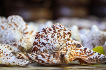 Detailed close-up of beautiful spotted sea shells in various sizes and patterns, highlighting nature's intricate designs and coastal themes.