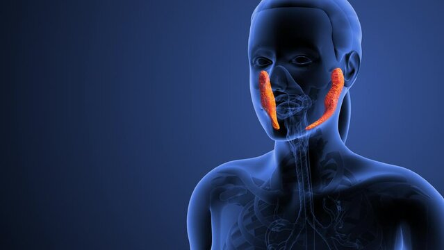Medical concept of the Parotid gland anatomy