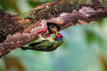 coppersmith barbet feeding the chick