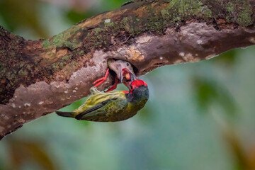 coppersmith barbet feeding the chick