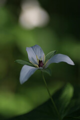 オオバナノエンレイソウ3