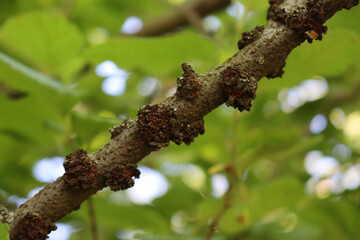 Close-up of many damages on old Apple tree bark in the orchard. Apple tree with evidently expressed lenticels