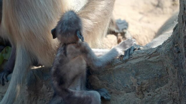 Grey Langurs mother and baby monkey in jhalana park of jaipur