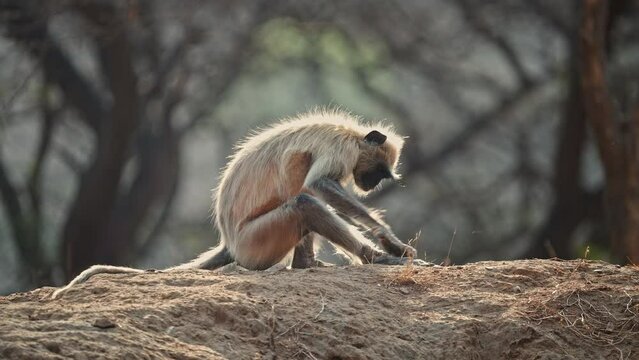Grey Langur sitting on the ground and scratching