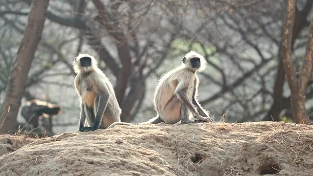 Two Grey Langurs sitting on the ground