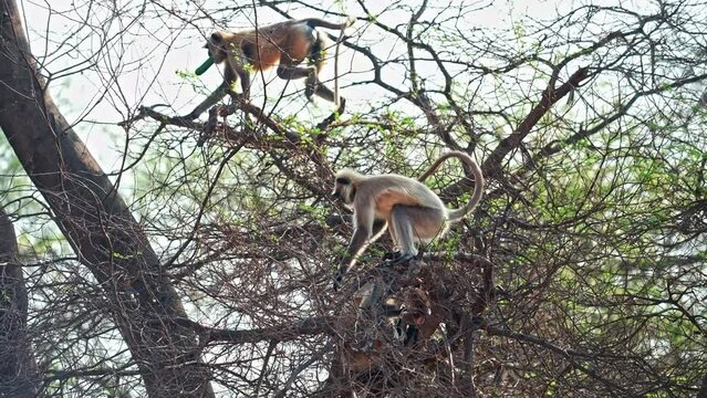 Grey Langurs climb and jump between tree branches in jhalana park , jaipur