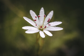 Obraz premium Flower with dew drops