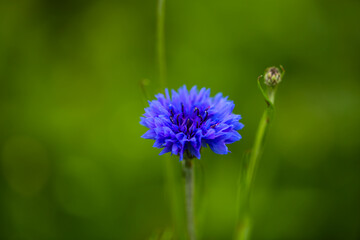 cornflower isolated on field, macro