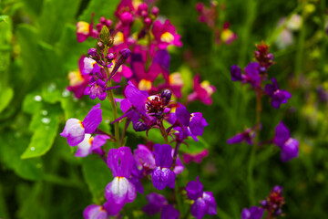 Fototapeta premium linaria maroccana , marocca Toadflax on a flower meadow for bees and insects