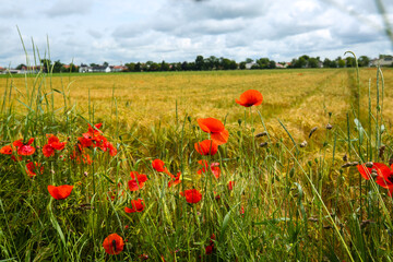 red poppies in the field, summer time, Papaver rhoeas, nature