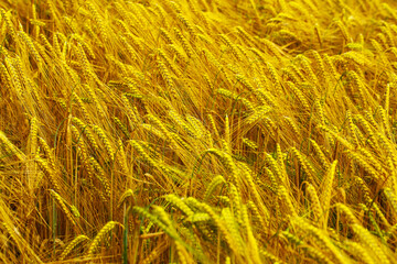 Wheat field in Munich, wheat close-up