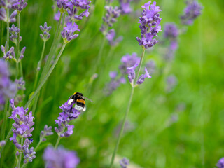 Bourdon et lavande début d'été
