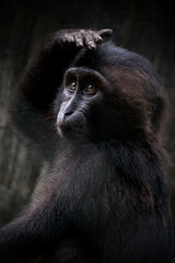 celebes crested macaque