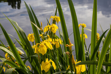 grass and flowers in the lake