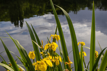 grass and flowers in the lake