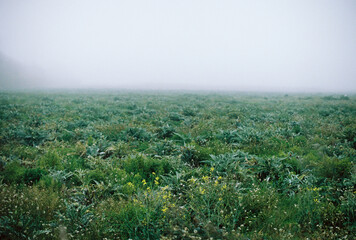 A lush meadow with a mix of wildflowers and dew-covered foliage enveloped in fog, captured on film