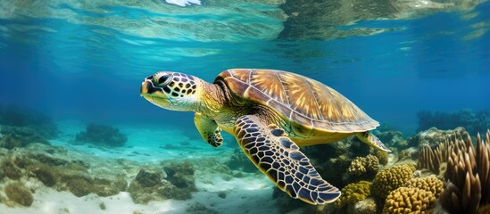 Obraz premium A green sea turtle swims in a sandy shallow reef seen from a side angle with a blank space for text or design known as a copy space image