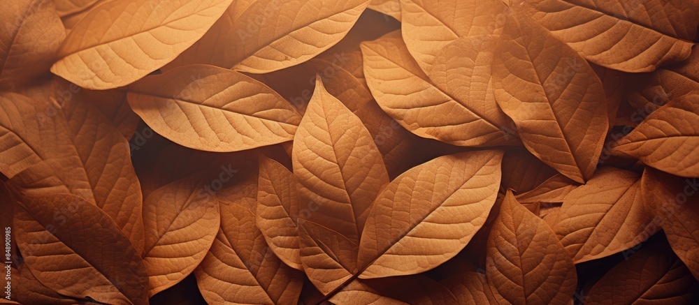 Poster background texture with detailed macro leaves creating a copy space image