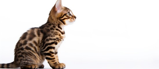 Bengal cat kitten shown in profile on a white background with copy space image