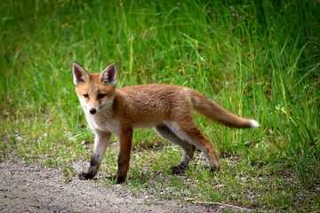Junger Fuchs auf der suche nach seiner Mutter