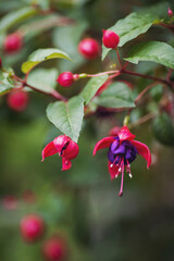 Bell flowers and plants tropical botany. Beautiful Purple fuchsia flower in the garden. 