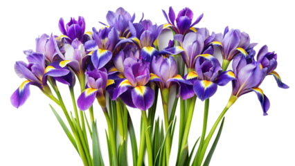 a vibrant bouquet of purple irises with yellow and white accents on their petals on isolated background