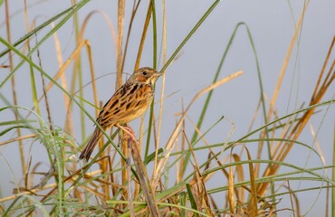 Chestnut-Eared Bunting (male).this photo was taken from from Bangladesh.