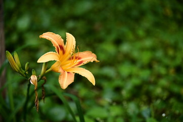 Daylilies (Hemerocallis), known as golden needles, are vibrant orange flowers valued for their culinary and ornamental appeal, widely cultivated in Taiwan, Fujian, and Guangdong.