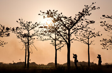 Sunset view of the Linchupi Kapok Road(Bombax Ceiba) of Tainan, Taiwan. The golden backlight has the effect of a silhouette.
