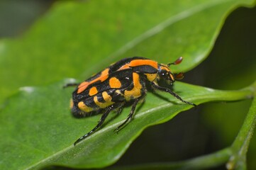 bug on the green leaf