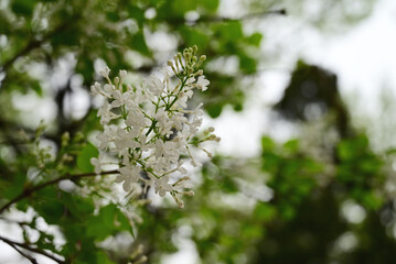 flowers on a tree