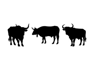 Set of Bull Silhouette in various poses isolated on white background