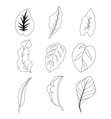 Vector Collection of Various Tropical Leaves Illustration