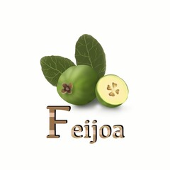 Fruit and vegetable alphabet. F Feijoa Alphabet A To Z With Details and white background For School And Tuition Students.