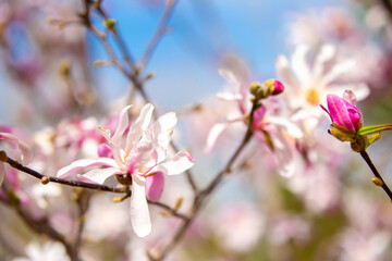 Blooming magnolia in spring. Beautiful buds of pink flowers close-up with blurred space for text.