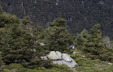 la vaca en el bosque