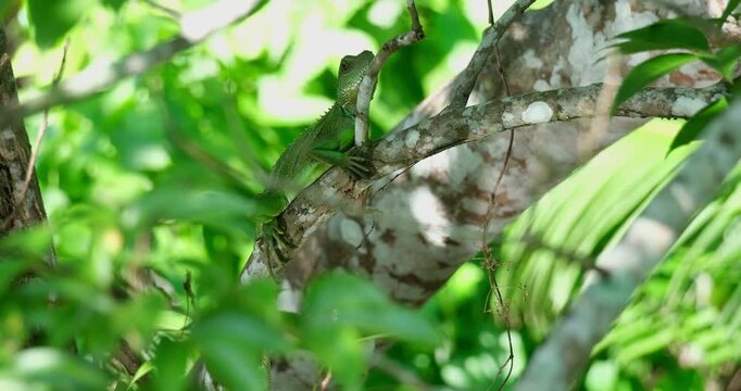 Seen resting on branch while facing towards the camera as water reflects the sunlight on the tree, Chinese Water Dragon Physignathus cocincinus, Thailand