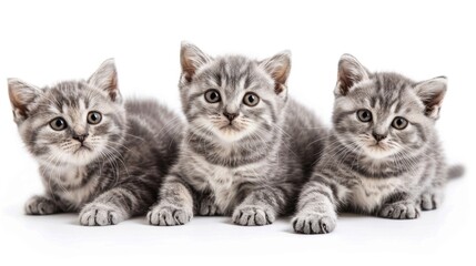 Adorable silver tabby British shorthair kittens on white background