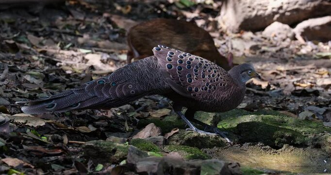 Camera zooms out while this Grey peacock-pheasant Polyplectron bicalcaratum, Male, is seen with a Lesser Mouse-deer deep in the forest, Thailand