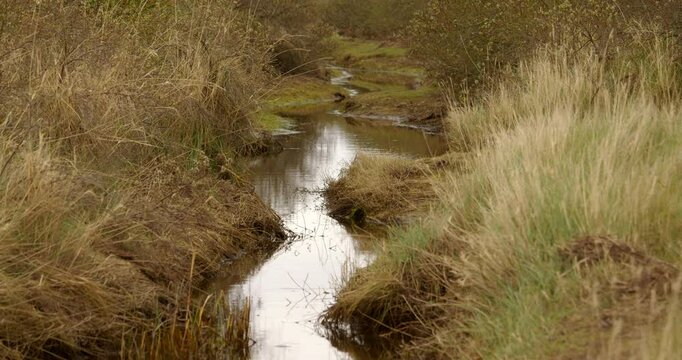 Mid shot of sandy tidal inlet stream with vegetation on both sides, on at mud flats Saltfleet, Louth, Lincolnshire.