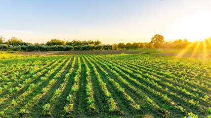 beautiful view in a green farm field with rows of rural plants and vegetables with amazing sunset or sunrise on background of agricultural landscape