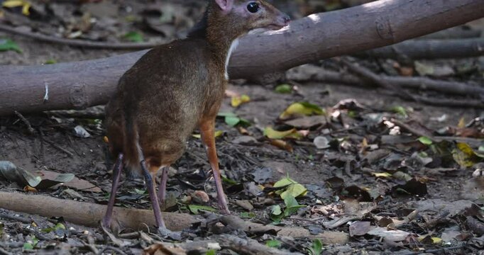 Seen from its back facing to the right while chewing some food from the ground, Lesser mouse-deer Tragulus kanchil, Thailand