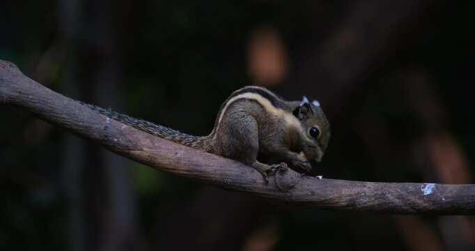 Seen on a vine eating then runs to the left and goes back towards the right to disappear, Himalayan Striped Squirrel Tamiops mcclellandii, Thailand