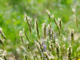 Wild grass - anthoxanthum (lat. Anthoxanthum odoratum)