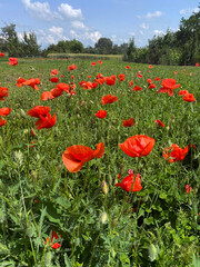 Poppy flowers meadow