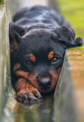 the little rottweiler lay on the floor with dramatic tone