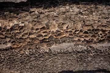 Texture of whale bone close up
