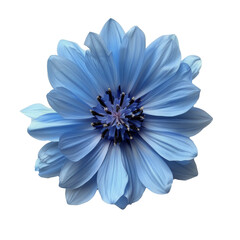 Obraz premium Blue Flower on White Background